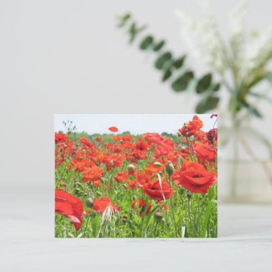 Poppies Postkarte (Stehend Vorderseite)