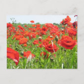 Poppies Postkarte (Vorderseite)