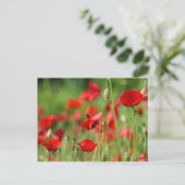 Poppies Postkarte (Stehend Vorderseite)