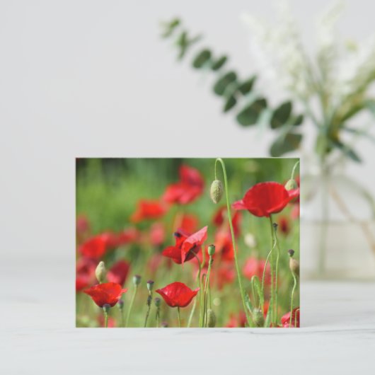Poppies Postkarte (Stehend Vorderseite)