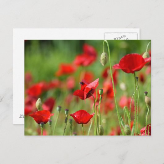 Poppies Postkarte (Vorne/Hinten)