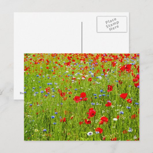 Poppies Postkarte (Vorne/Hinten)
