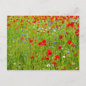 Poppies Postkarte (Vorderseite)