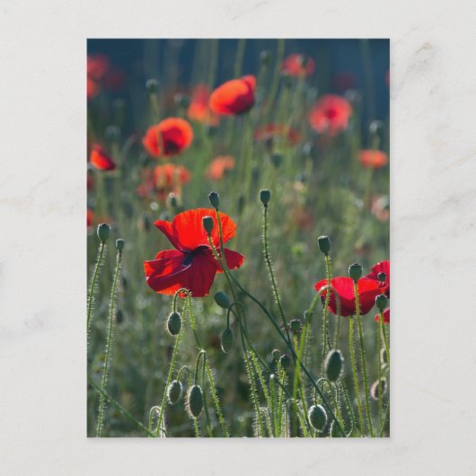 Poppies Postkarte (Vorderseite)