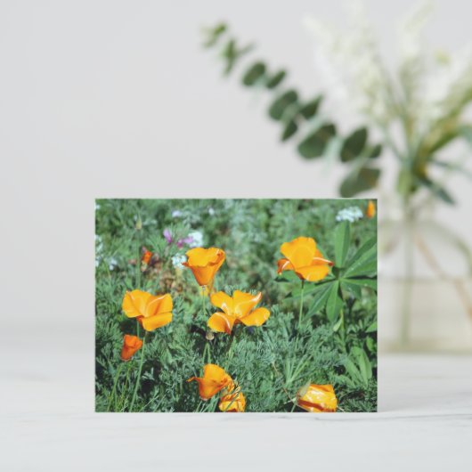 Poppies Postkarte (Stehend Vorderseite)