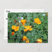 Poppies Postkarte (Vorne/Hinten)