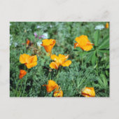 Poppies Postkarte (Vorderseite)