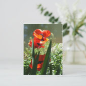 Poppies Postkarte (Stehend Vorderseite)