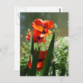Poppies Postkarte (Vorne/Hinten)
