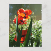Poppies Postkarte (Vorderseite)