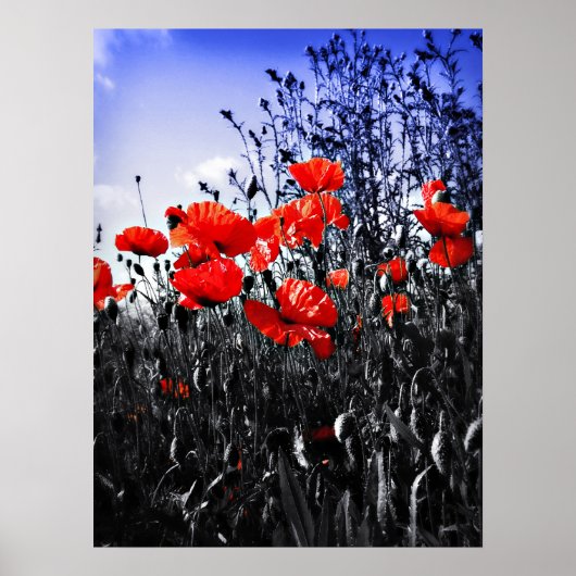 Poppies Print Poster (Vorne)