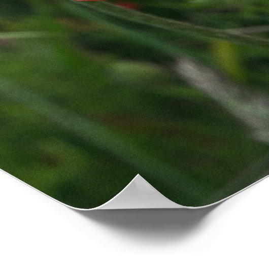 Poppies Print Poster (Ecke)