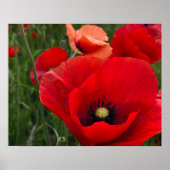 Poppies Print Poster (Vorne)
