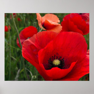 Poppies Print Poster