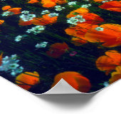 Poppies und Popcorn-Wildblumen in Kalifornien Poster (Ecke)