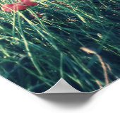 Poppiessee Poster (Ecke)