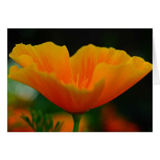 Poppin Poppies! (Vorderseite (Horizontal))