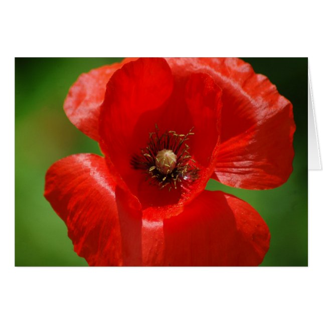 Poppy (Vorderseite (Horizontal))