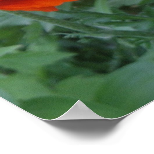 Poppy Bliss Poster (Ecke)