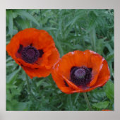 Poppy Bliss Poster (Vorne)