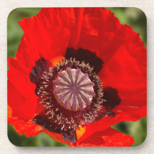 Poppy Blossom Untersetzer