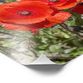 POPPY-BLUME FOTODRUCK (Ecke)