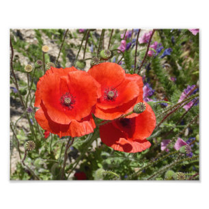 POPPY-BLUME FOTODRUCK