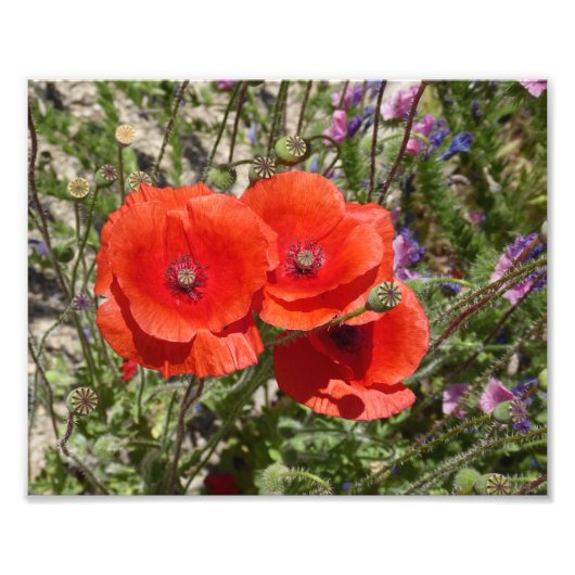 POPPY-BLUME FOTODRUCK (Vorne)