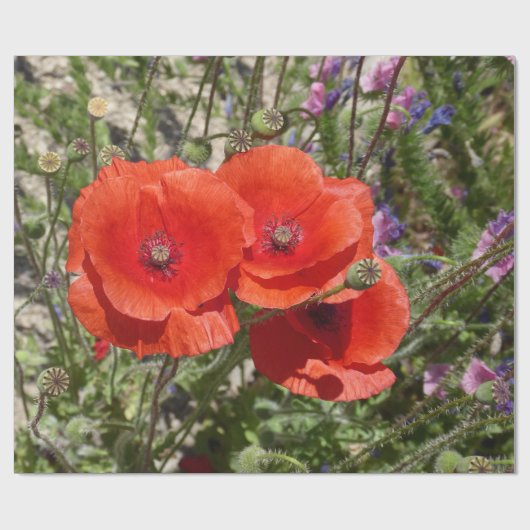 POPPY-BLUME GESCHENKPAPIER (Flach)