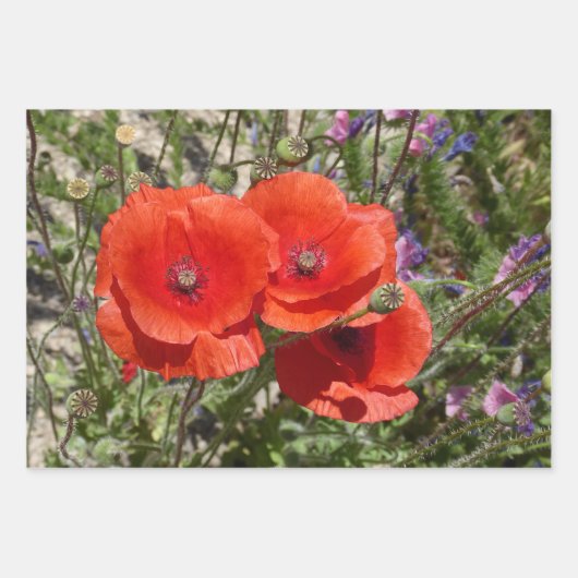 POPPY-BLUME GESCHENKPAPIER SET (Vorderseite 2)