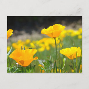 POPPY-Blume POST-KARTEN-POST-KARTE Postkarte