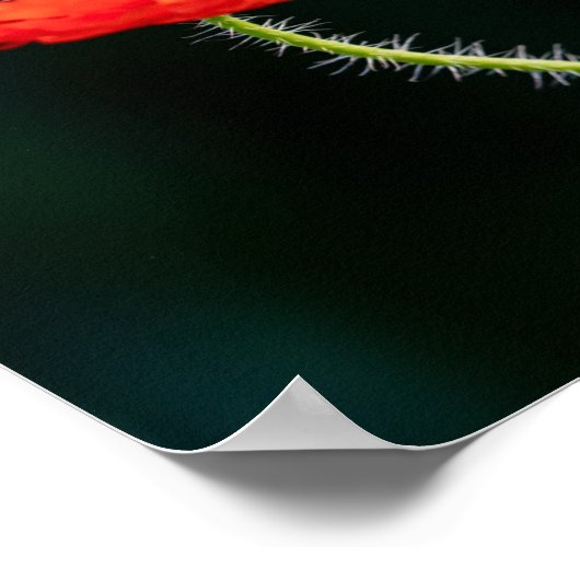 Poppy Blume Poster (Ecke)