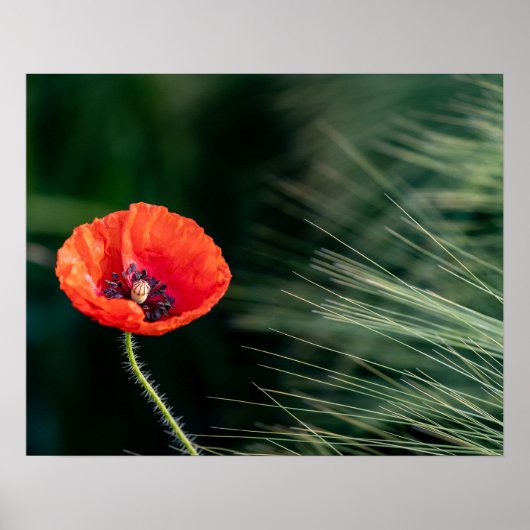 Poppy Blume Poster (Vorne)