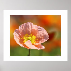 Poppy Blume Poster