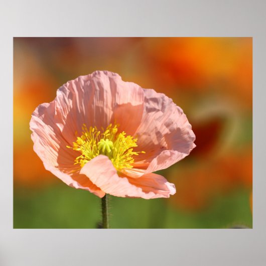 Poppy Blume Poster (Vorne)