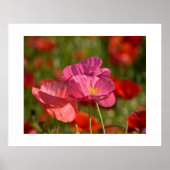 Poppy Blume Poster (Vorne)