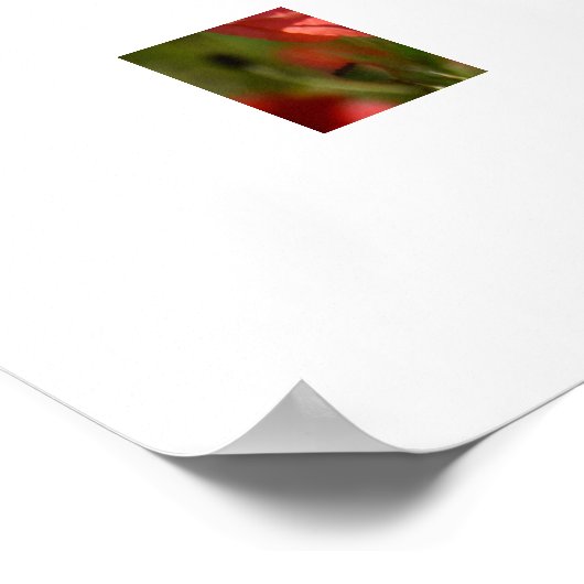 Poppy Blume Poster (Ecke)