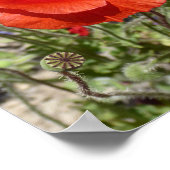 POPPY-BLUME POSTER (Ecke)