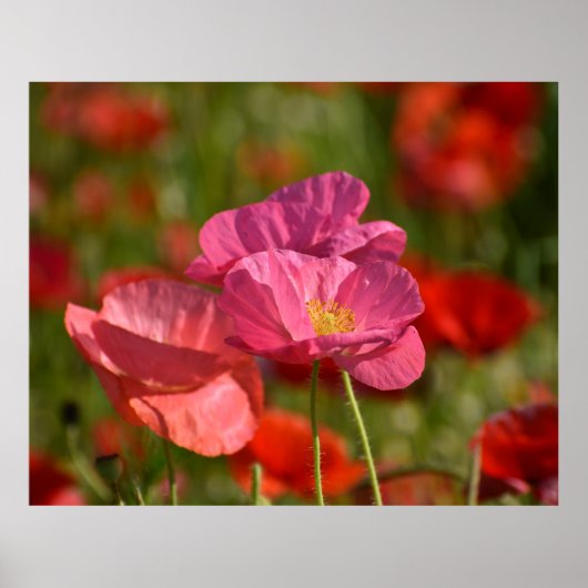 Poppy Blume Poster (Vorne)