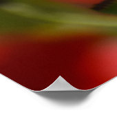 Poppy Blume Poster (Ecke)