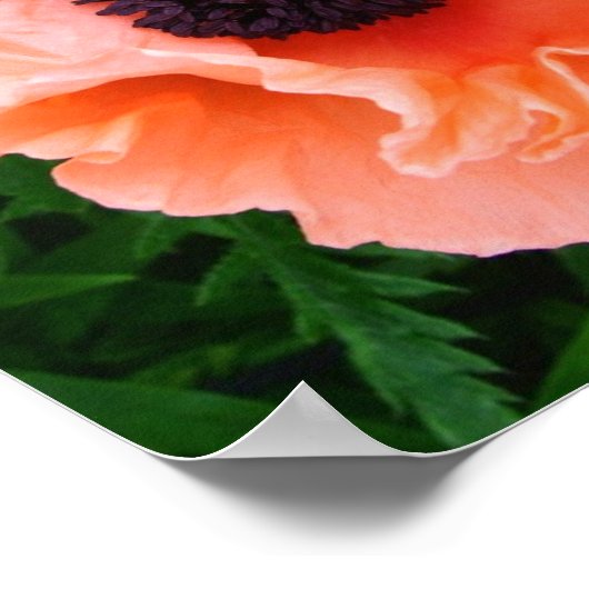 Poppy Blume Poster Print (Ecke)