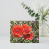 POPPY-BLUME POSTKARTE (Stehend Vorderseite)