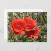 POPPY-BLUME POSTKARTE (Vorne/Hinten)