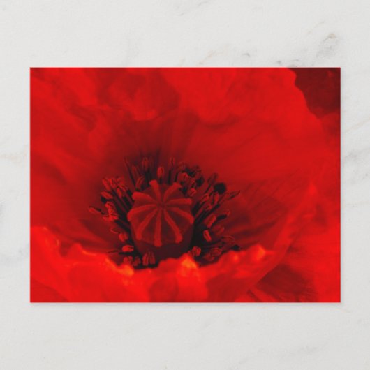 Poppy-Blume Postkarte (Vorderseite)