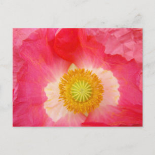 Poppy Blume Postkarten Pink Poppies Blumenkunst