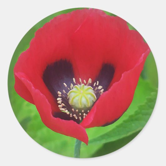 Poppy-Blume Runder Aufkleber (Vorderseite)