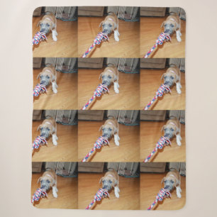 Poppy der Bullterrier-Welpe Spielzeit, Sherpadecke