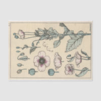 Poppy, die Botany-Serie von Eugene Grasset