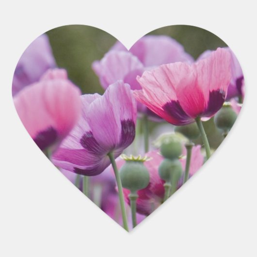 Poppy Field Heart Sticker (Vorderseite)