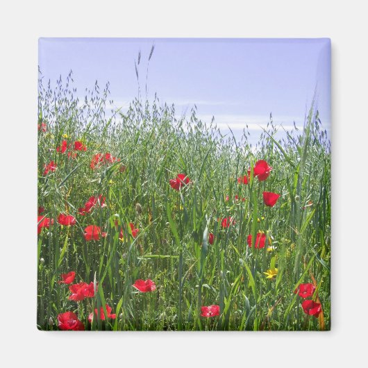 Poppy Field Magnet (Vorne)